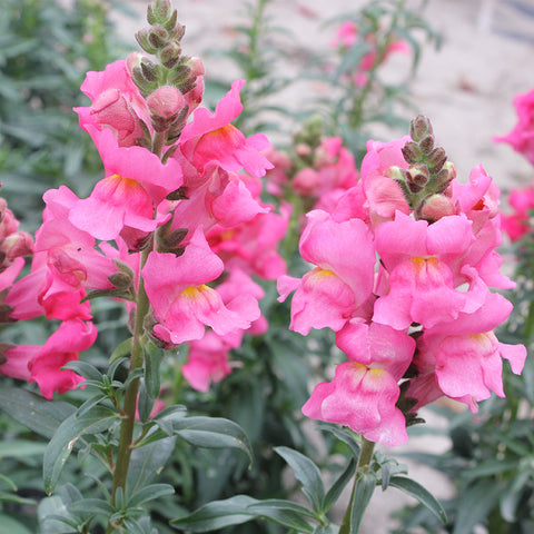 Antirrhinum majus L flower seeds (Tall Rose)