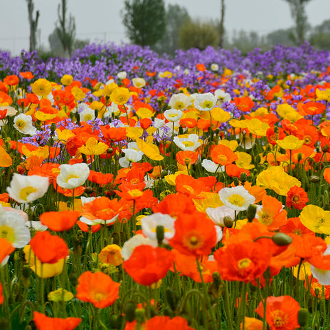 Papaver nudicaule L flower seeds(Mix)