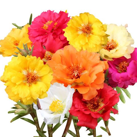 Portulaca grandiflora double mix flower seeds