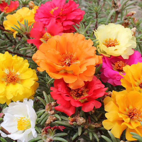 Portulaca grandiflora double mix flower seeds