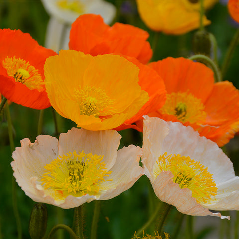 Papaver nudicaule L flower seeds(Mix)