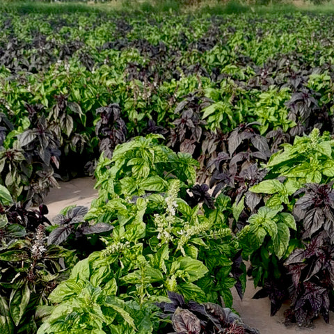 Ocimum basilicum Vegetables seeds(purple and  green mix)