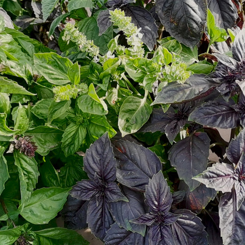 Ocimum basilicum Vegetables seeds(purple and  green mix)