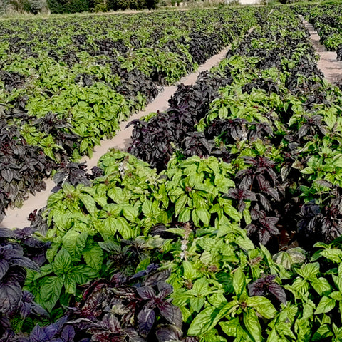 Ocimum basilicum Vegetables seeds(purple and  green mix)