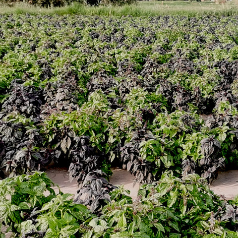 Ocimum basilicum Vegetables seeds(purple and  green mix)