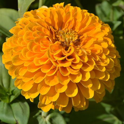 Zinnia elegans flower seeds(Yellow)