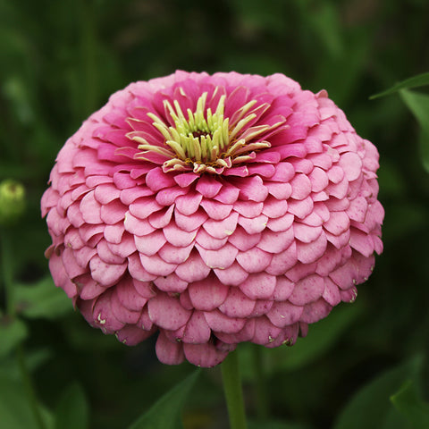 Zinnia elegans flower seeds(Pink)