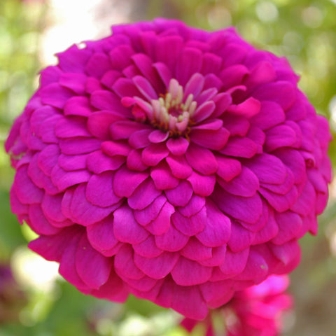 Zinnia elegans flower seeds(Purple)