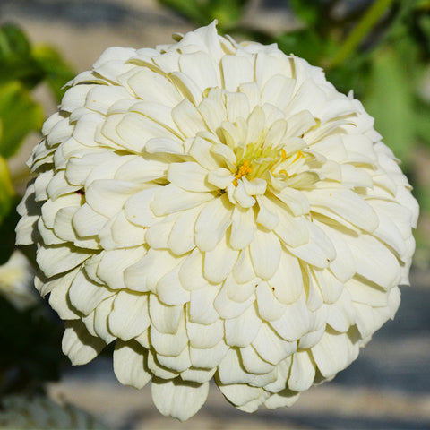 Zinnia elelgans flower seeds(white)