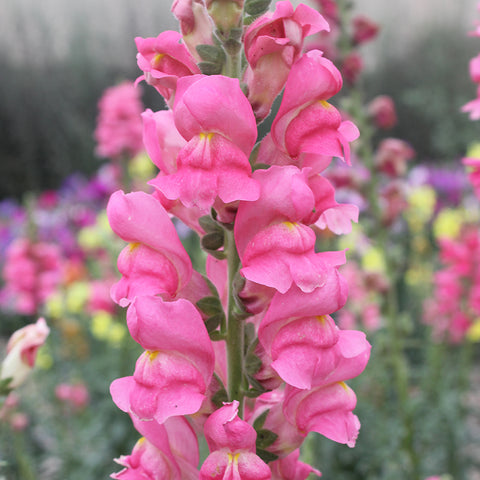 Antirrhinum majus L flower seeds (Tall Rose)