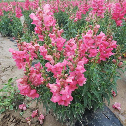 Antirrhinum majus L flower seeds (Tall Rose)