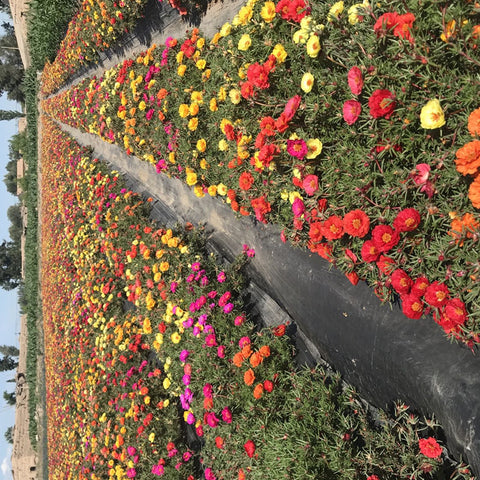 Portulaca grandiflora double mix flower seeds